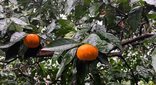 Artvinin Kemalpaşa ilçesinde üretilen mandalinalar lezzeti ve iriliği ile dikkat çekiyor