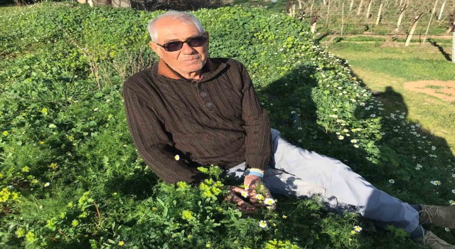 Bahar havasının yaşandığı Sarıgölde papatyalar açtı