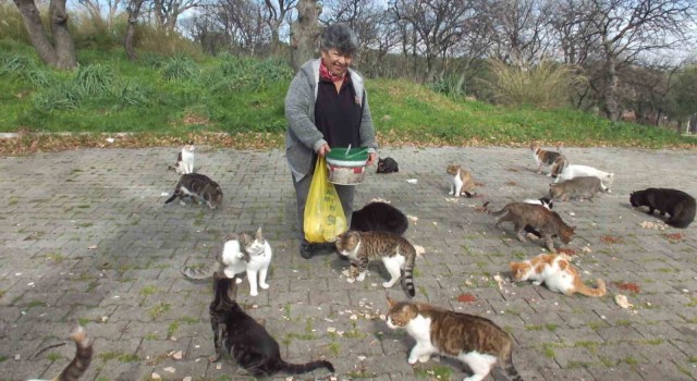 Balıkesirde emekli hemşire 20 yıldır sokak kedilerini besliyor
