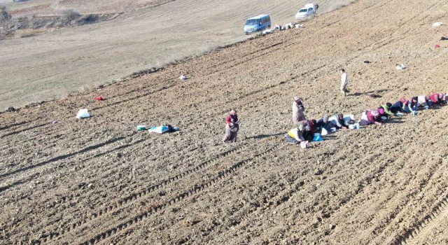 Beyaz altın Taşköprü sarımsağı toprakla buluşuyor