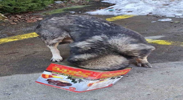 Bolu Dağında yiyecek arayan köpek kafasını tenekeye sıkıştırdı
