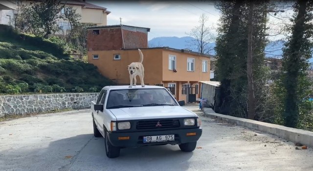 Bu köpeğin en büyük tutkusu kamyonetin tavanında yolculuk etmek