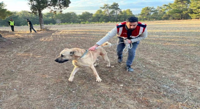 Burdurda köpek dövüşü yaptıranlara yönelik operasyon görüntüleri ortaya çıktı