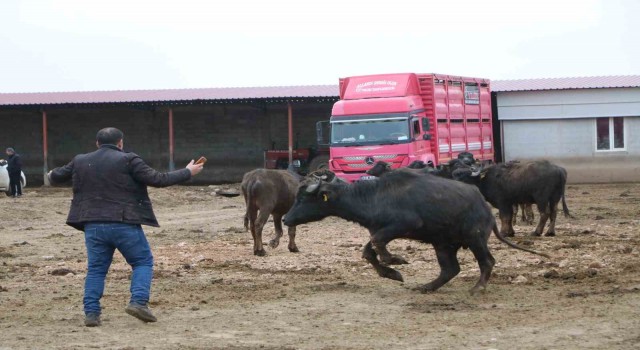Çivrilin büyük umutlarla kurulan çiftlikteki mandalar satıldı