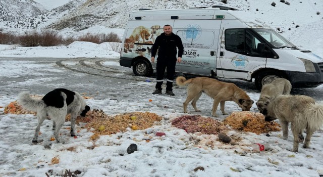 Hakkaride sokak hayvanlarına yiyecek bırakıldı