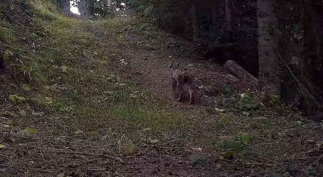 Ilgaz Dağı Milli Parkındaki yaban hayatı zenginliği fotokapanlara yansıdı