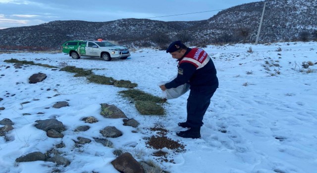Jandarma, karlı dağlarda yaban ve sokak hayvanlarını yalnız bırakmıyor