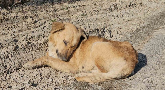 Milletvekili Ekmekciden ölüme terk edilen köpeklerle ilgili açıklama: