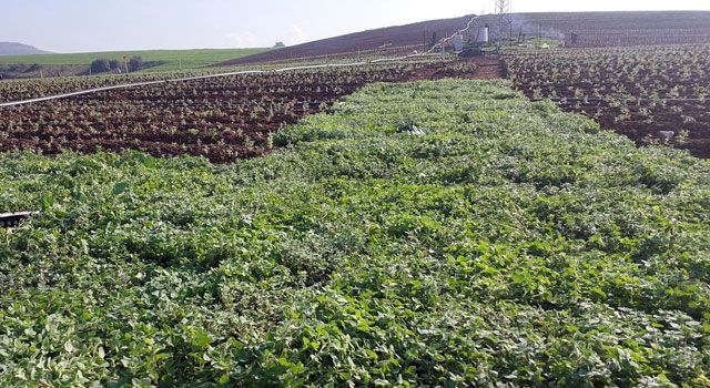 Osmaniye'de Kekik Üretimi Bölge Ekonomisine Can Katıyor