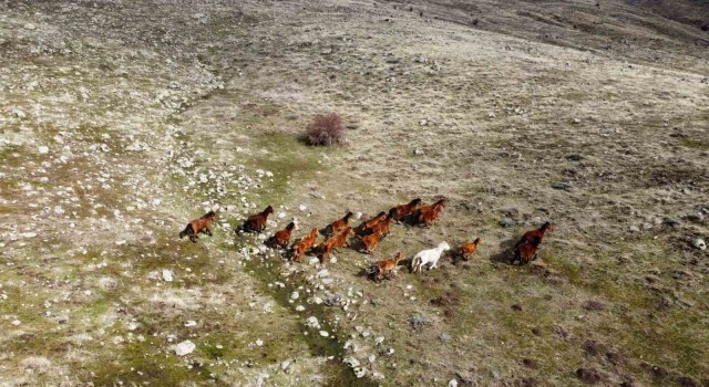 Güneşi gören yılkı atları indikleri yaylarda havadan görüntülendi