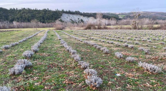 Sinopta yaklaşık 700 adet salep dikimi yapıldı