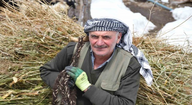 Şırnakta besiciler yemleri sırtlayarak hayvanlarını besliyor