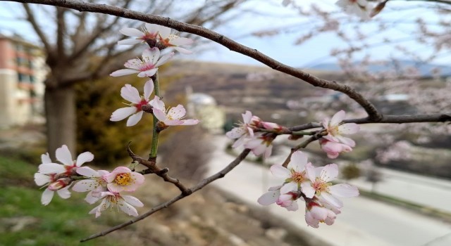 Tuncelide badem ağaçları çiçek açtı, üretici tedirgin