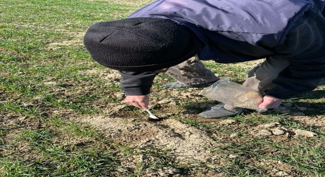 Üreticilerin farelerle mücadelesi başladı
