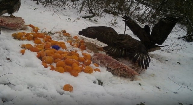 Yalovada kızıl şahinlerin yem savaşı fotokapanda