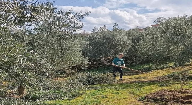 Zeytin budaması ve ilaçlaması devam ediyor