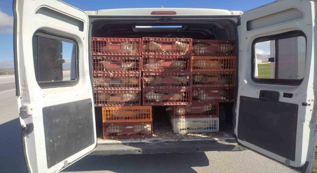 Afyonkarahisarda kaçak tavuk taşıyan şahsa 29 bin TL ceza