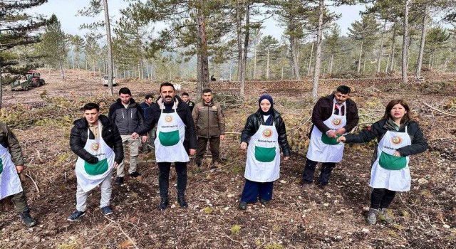 Altıntaş ve Dumlupınar Kaymakamları karaçam tohumu ekimi yaptı