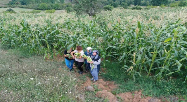 Atıl araziler tarıma kazandırılıyor