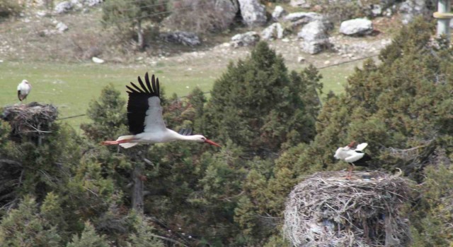 Bahar geldi, ardıç ağaçlarının üzerindeki yuvalar leyleklerle şenlendi