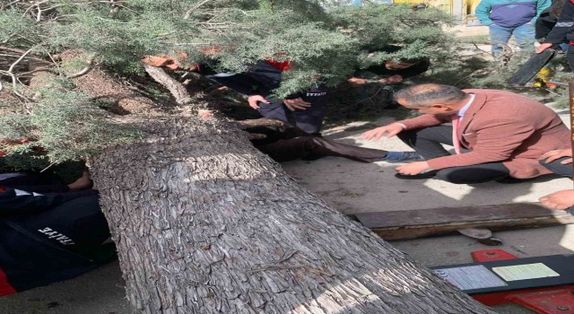 Burdurda üzerine ağaç devrilen belediye başkan adayı ve oğlu ağır yaralandı