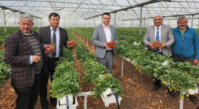 Çilek ve Muz Yetiştiricilerine Ziyaret