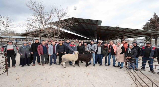 Denizlide 321 çiftçiye 600 adet damızlık koç ve teke hibe desteği başladı