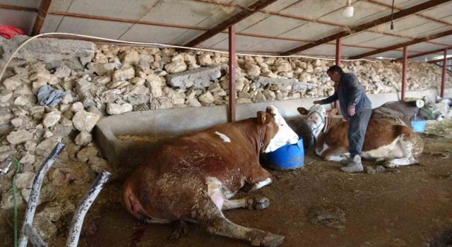 Depremzede hayvan yetiştiricileri üretimlerini sürdürüyor