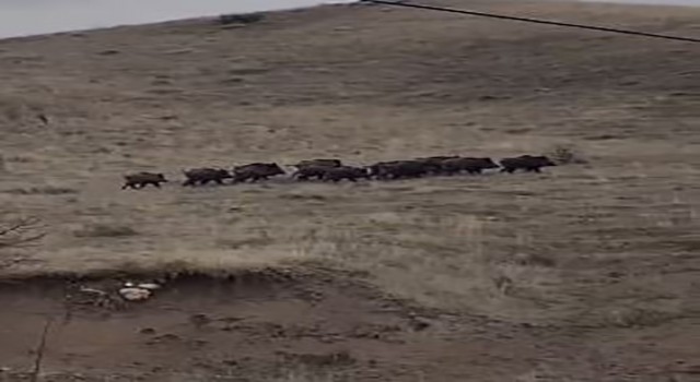 Elazığda yiyecek arayan domuz sürüsü görüntülendi