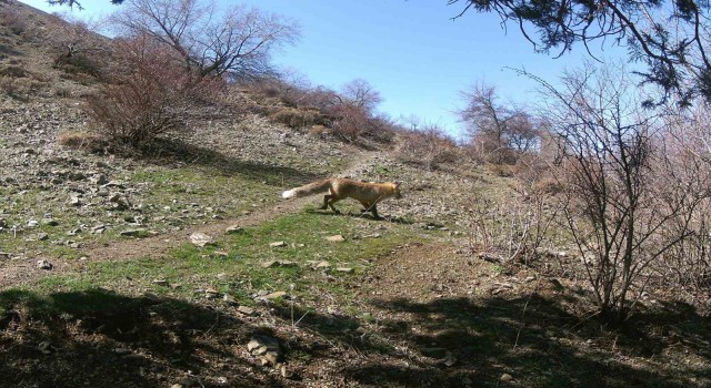 Erzincanda yaban hayatı fotokapanlara yansıdı