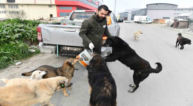 Esenyurt Belediyesi sokak hayvanlarına mama ve su desteğini sürdürüyor