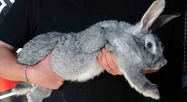 Kürkü değerli olan Çinçil tavşanı Türkiye'de