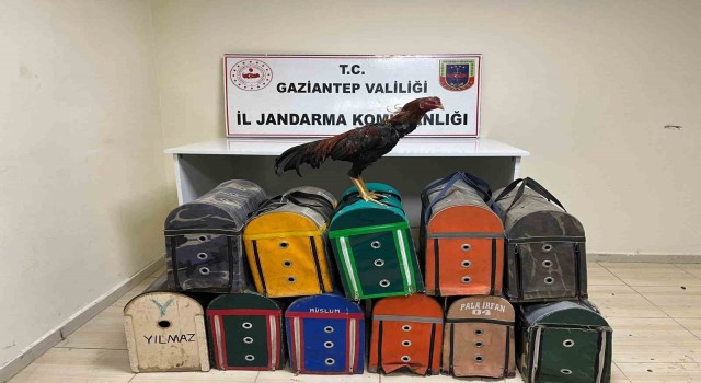 Gaziantepte horoz dövüştüren 26 şahıs suçüstü yakalandı