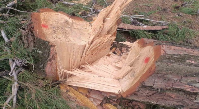 Germencik Habipler Köyünde ormanlık alanda kesilen ağaçlarla ilgili soruşturma başlatıldı