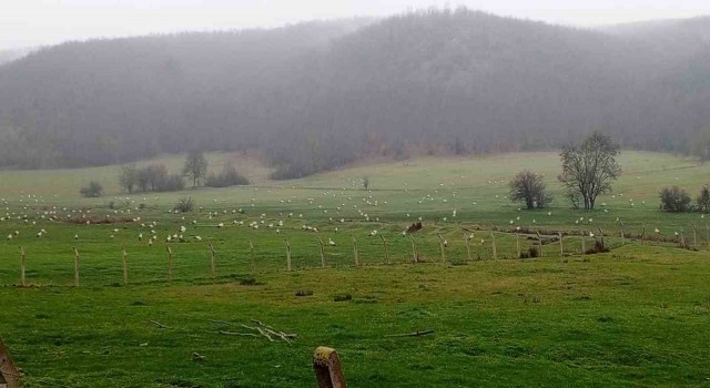 Göç eden leylekler Bilecikte mola verdi