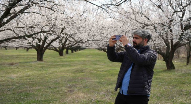 Iğdırdaki kayısı bahçelerinde kartpostallık görüntüler