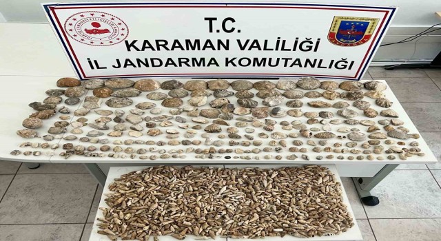 Karamanda bin 780 adet bitki ve hayvan fosili ele geçirildi