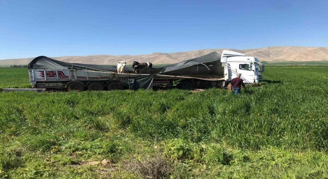 Kaza yapan tırdaki inekler Uluslararası İpekyoluna indi