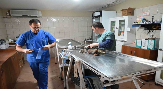 Kemer Belediyesinden can dostlarına yardım eli