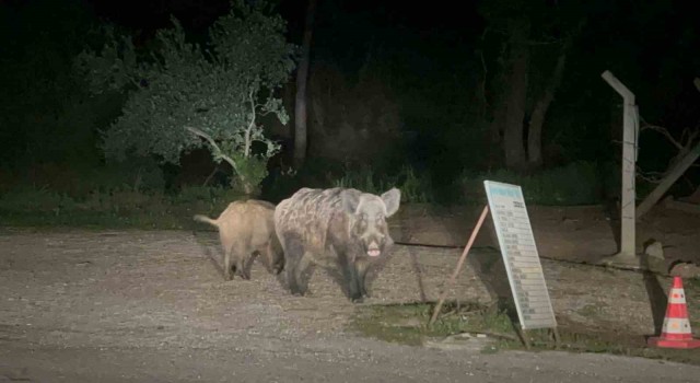 Marmariste domuzlar şehre indi