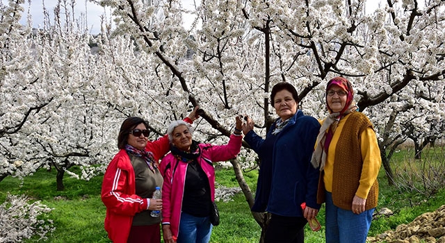 Mersin'de kayısı ağaçları görsel şölen sundu