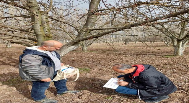 Mihalıççıkın ünlü kiraz ağaçları koruma altında