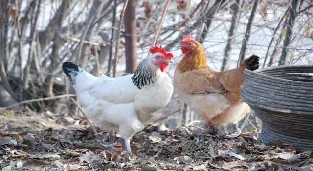 Ocak Ayında Kümes Hayvancılığında Rekor Artış