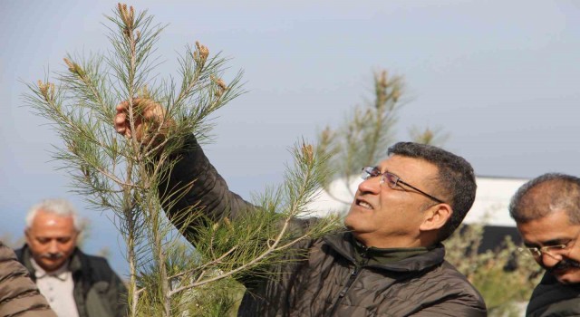 Orman yangınlarında yok alanlar yeniden ağaçlandırılıyor