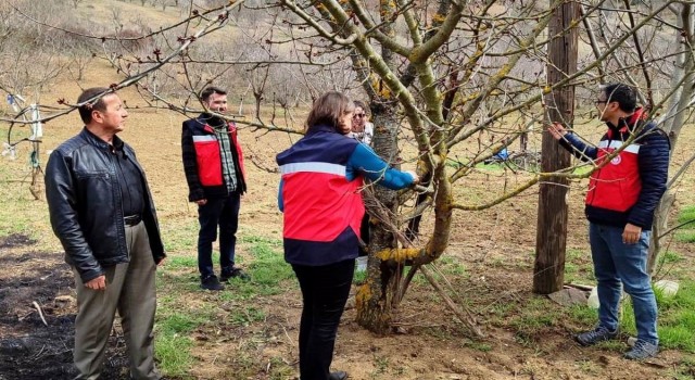 Şaphanede meyve ağaçlarında liken oluşumları gözlemlendi