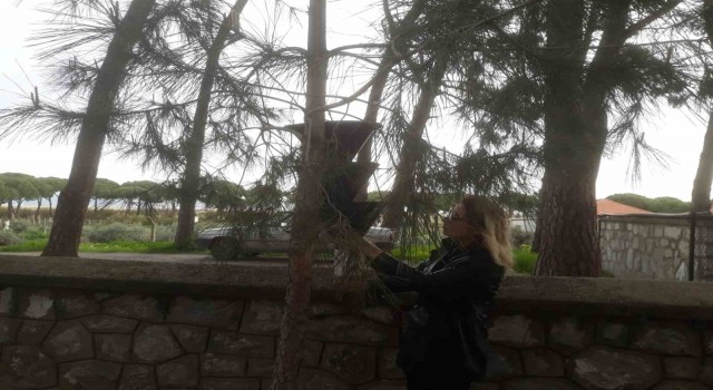 Sökede kırmızı palmiye böceği tuzakları sayıldı