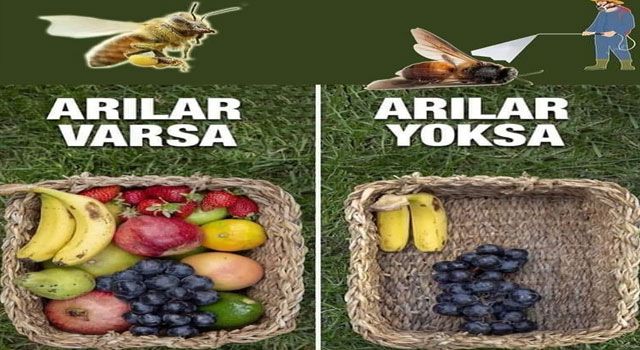 Tarımsal İlaçlama Yaparken Arılara Dikkat