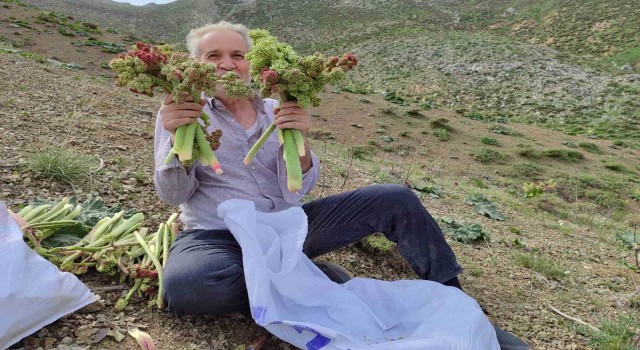 Adıyamanda ışkın toplamak için Türk Dağına tırmandılar