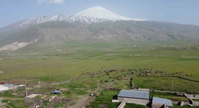 Ağrı Dağı eteklerinde beslenen küçükbaş hayvan sürüleri havadan görüntülendi