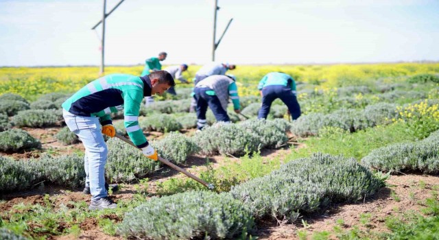 Aksarayın lavanta bahçesinde bahar bakımları yapıldı